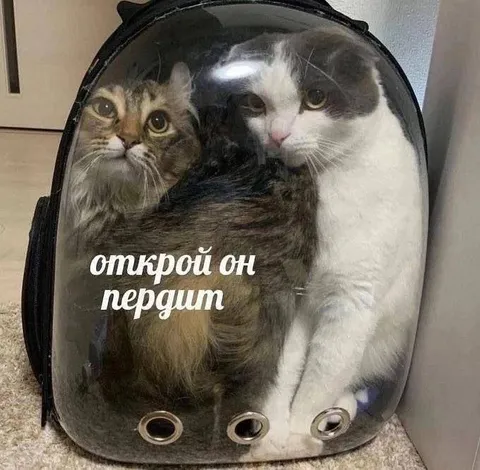 Открой, он пердит