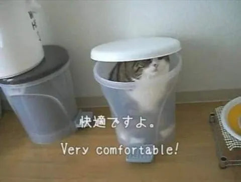 Very Comfortable Cat in Bin
