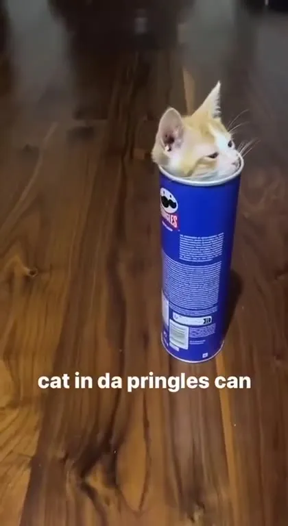 Cat in da Pringles Can