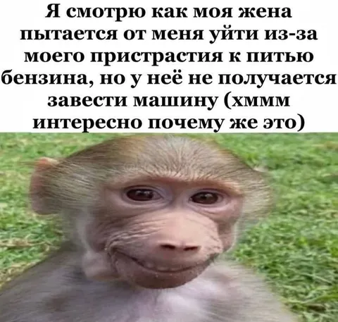 Обезьяна всё поняла