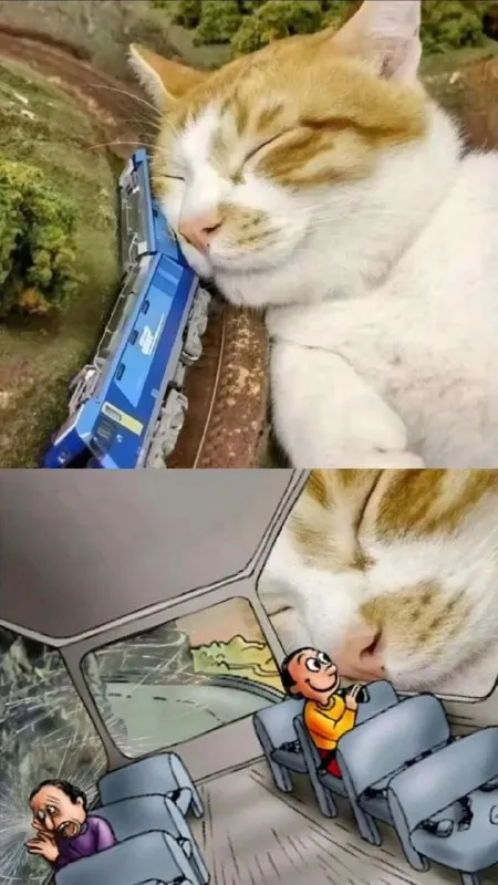 Кот спит рядом с поездом