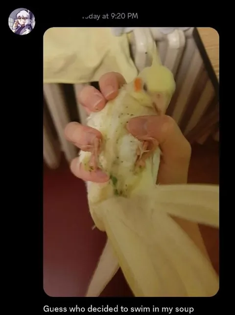 Parakeet Swimming in Soup