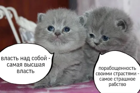 Котята о власти и страстях