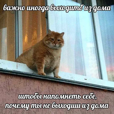 Кот напоминает выйти из дома