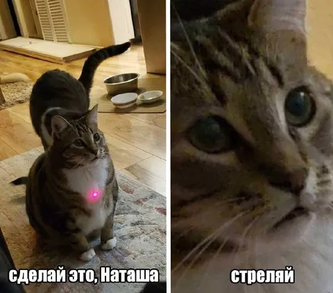 Сделай это, Наташа — стреляй