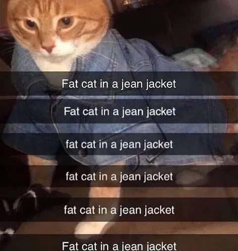 Fat Cat in a Jean Jacket