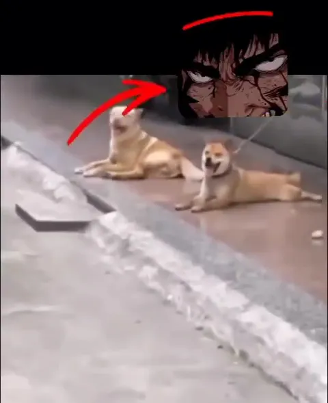 小狗什么都做不成吗