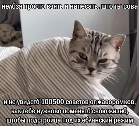 Кот против советов жаворонков