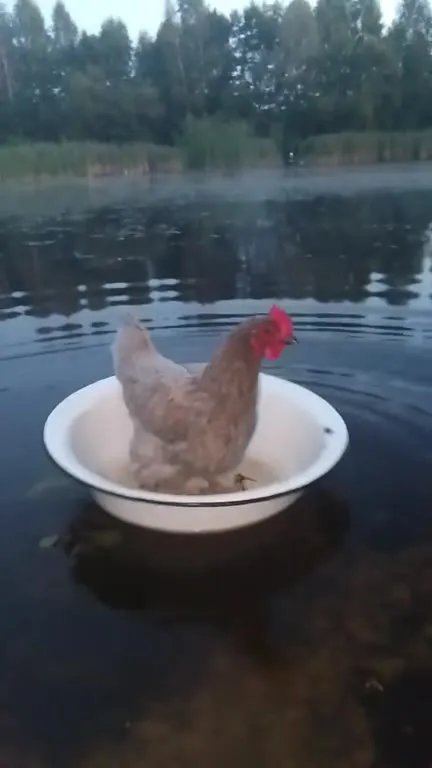 Курица в тазике на озере