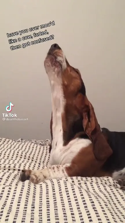 Confused After Farting Like a Cow