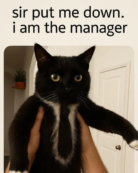 Cat Manager Gets Put Down