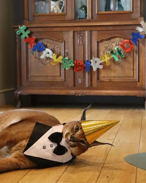 Cat Birthday Party