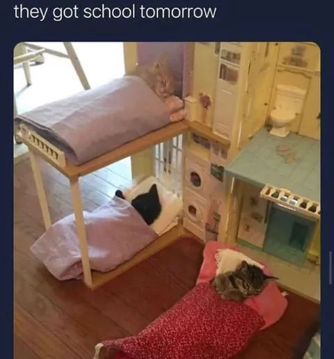 They Got School Tomorrow Cats
