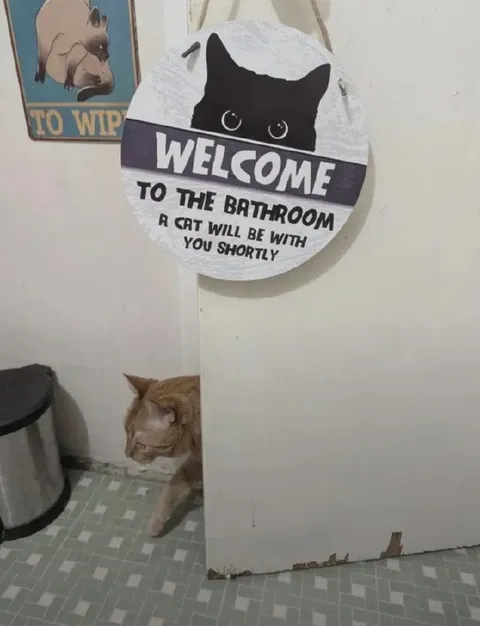 Cat Will Be With You Shortly