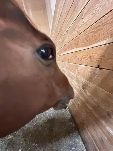 Лошадь у деревянной стены