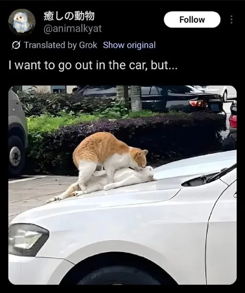 Cat Wants to Go Out