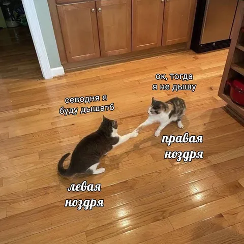 Кошки дышат по очереди