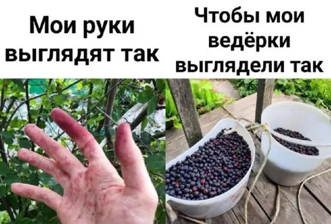Когда собирал чернику руками