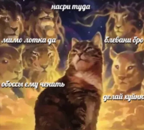 Коты советуют делать хуйню