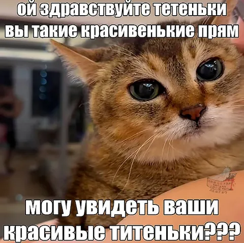 Кот просит увидеть тетеньки