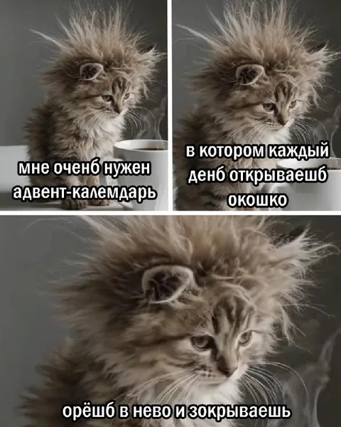 Кот и адвент-календарь