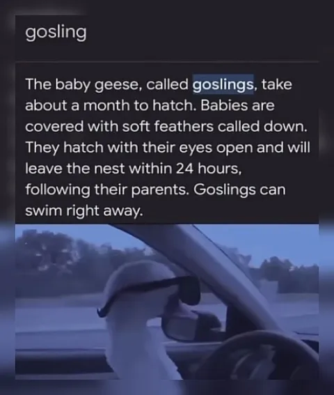 Gosling Learns to Drive