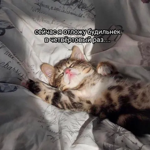 Кот откладывает будильник