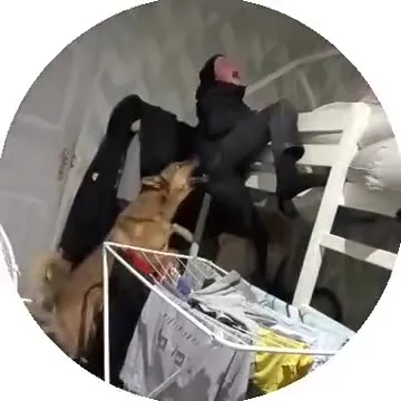 Собака лезет к человеку на кровать