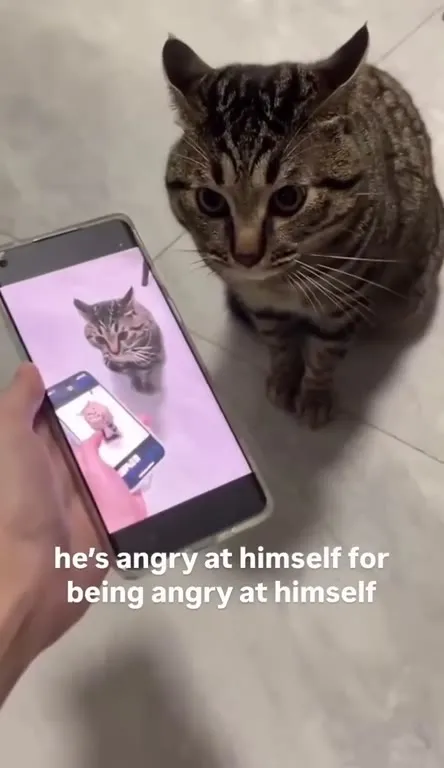 Angry at Himself Cat