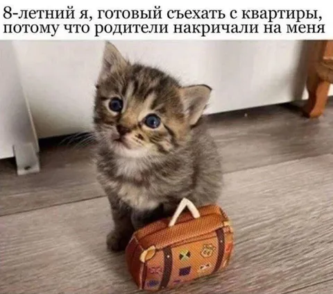Котёнок съезжает из дома