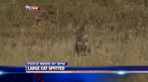 Large Cat Spotted News Report