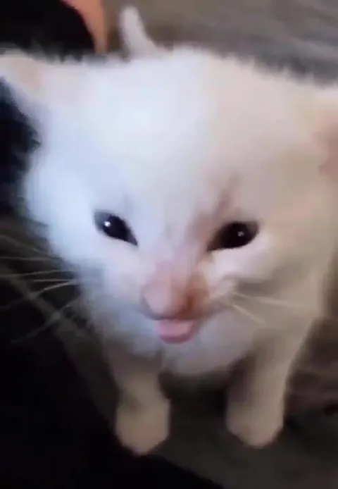 Белый котёнок странно мяукает