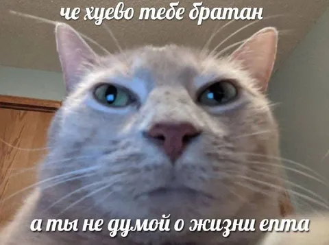 Кот спрашивает про жизнь