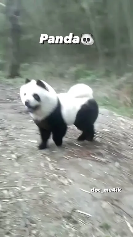 Playful Panda at the Zoo
