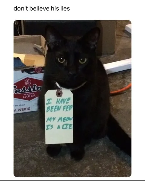 Cat Claims Its Meow Is Fake