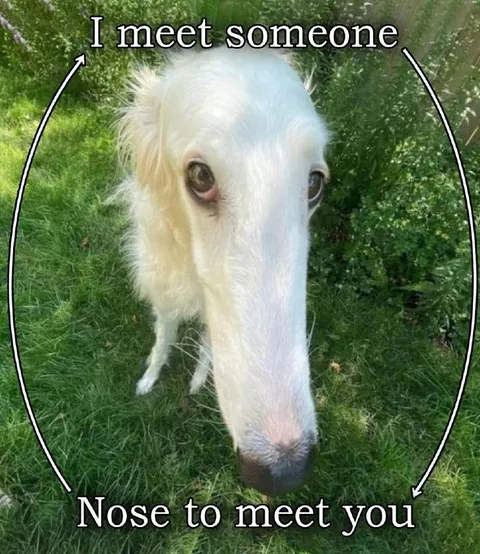 Nose to Meet You Dog