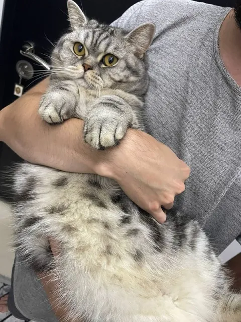 Кот крепко обнимает хозяина