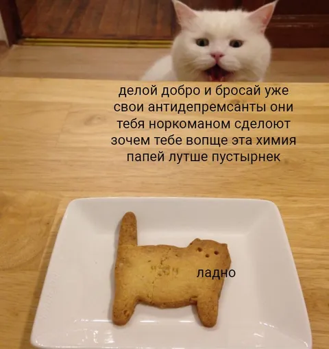 Кот советует бросить антидепрессанты