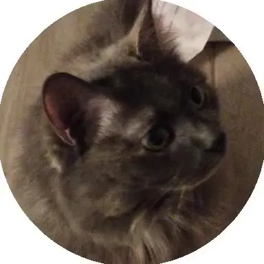 Кот приближается к камере