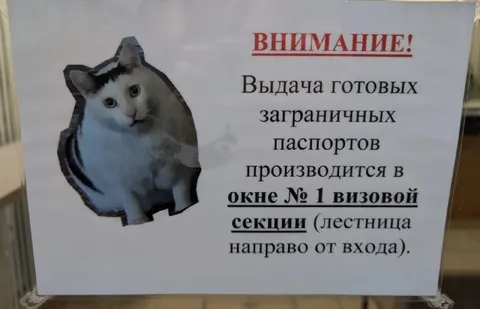 Кот на объявлении о паспортах