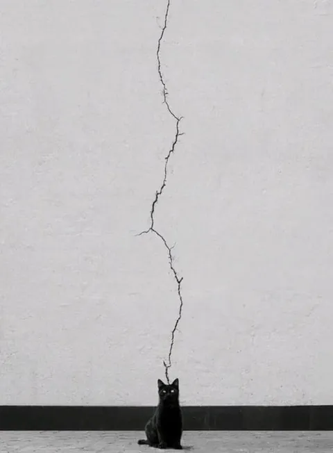Кот, который расколол стену