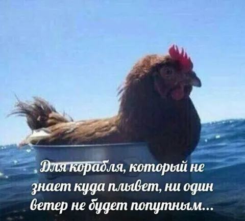 Курица плывёт в неизвестность