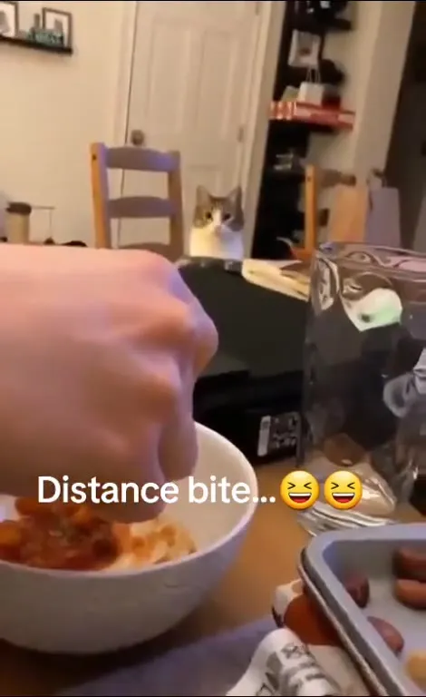Cat Takes a Distance Bite