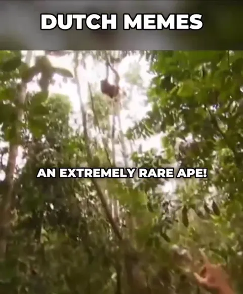 Extremely Rare Ape in the Forest
