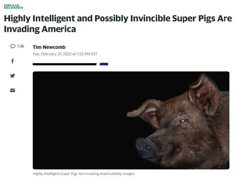 Super Pigs Invade America