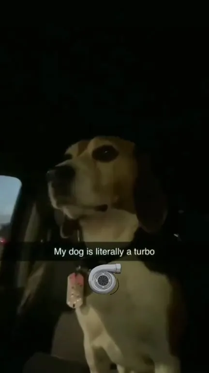My Dog Is Literally a Turbo