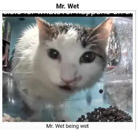 Mr. Wet Being Wet