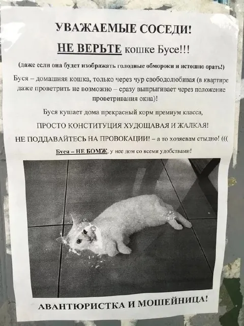 Кошка Буся — мошенница