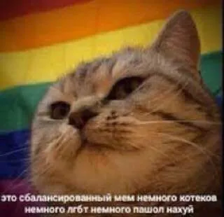 Сбалансированный мем с котом