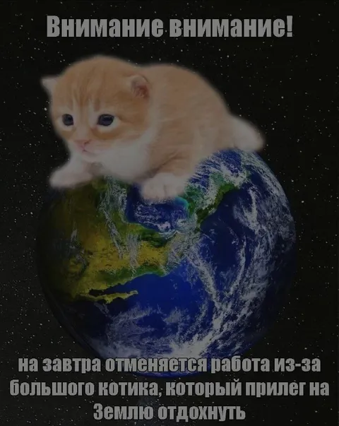 Большой котик отменяет работу